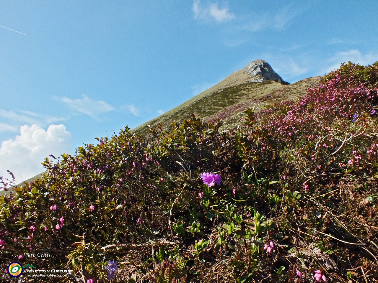 25 Primula di Lombardia ('Primula glaucescens') tra erica e rododendri.JPG